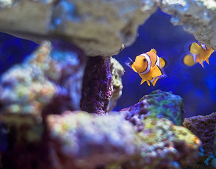 click for enlarge 500 X 392 67,8 Kb picture