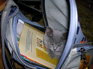 click for enlarge 1920 X 1436 382,0 Kb picture