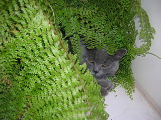 click for enlarge 1920 X 1436 418,8 Kb picture