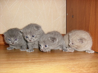 click for enlarge 1920 X 1440 652,0 Kb picture