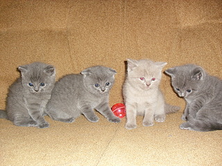 click for enlarge 1920 X 1440 428,0 Kb picture