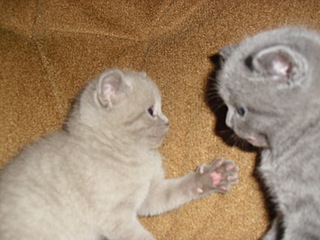 click for enlarge 1920 X 1440 539,2 Kb picture