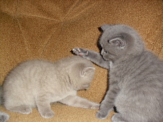 click for enlarge 1920 X 1440 735,2 Kb picture