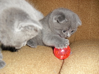 click for enlarge 1920 X 1440 596,9 Kb picture