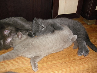 click for enlarge 1920 X 1440 832,2 Kb picture