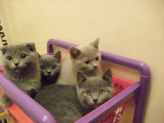 click for enlarge 1920 X 1440 581,8 Kb picture