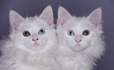click for enlarge 450 X 277  17,1 Kb picture
