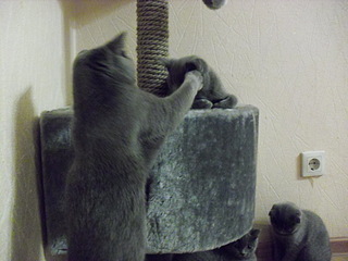 click for enlarge 1920 X 1440 704,6 Kb picture