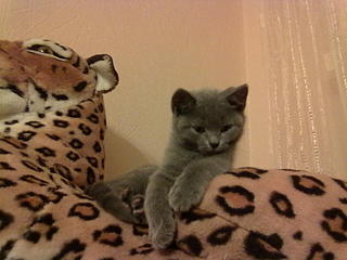 click for enlarge 1600 X 1200 202,9 Kb picture