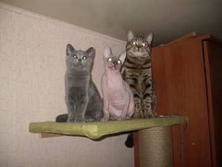 click for enlarge 1920 X 1440 687,4 Kb picture