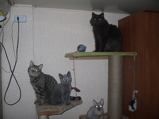 click for enlarge 1920 X 1440 685,4 Kb picture