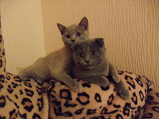 click for enlarge 1920 X 1440 746,0 Kb picture