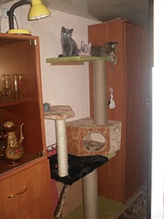 click for enlarge 1920 X 2560 226,0 Kb picture