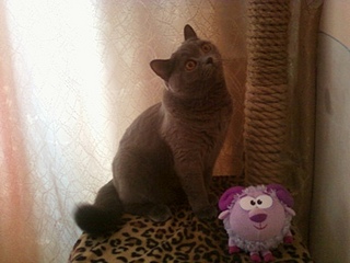 click for enlarge 400 X 300  46,2 Kb picture