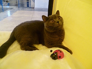 click for enlarge 400 X 300  58,2 Kb picture