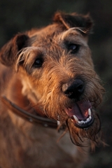 click for enlarge 299 X 448 95,2 Kb picture