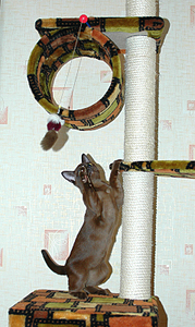 click for enlarge 478 X 800 398,3 Kb picture