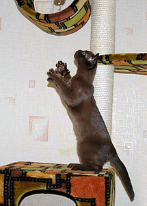 click for enlarge 574 X 800 438,5 Kb picture