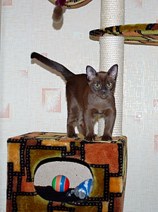 click for enlarge 598 X 800 458,3 Kb picture