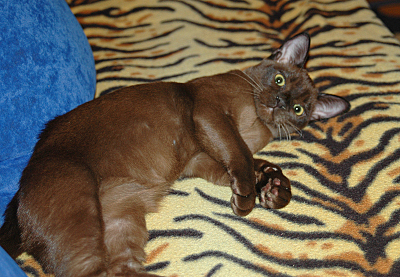 click for enlarge 800 X 554 450,2 Kb picture