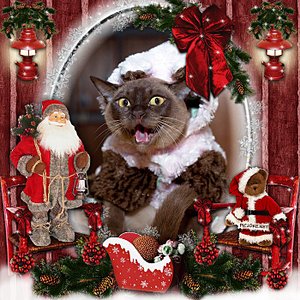click for enlarge 700 X 700 150,1 Kb picture