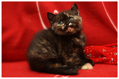 click for enlarge 600 X 398 237,3 Kb picture