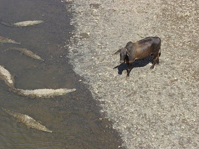 click for enlarge 600 X 450 86,4 Kb picture