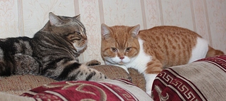 click for enlarge 1011 X 451 241,2 Kb picture