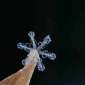 click for enlarge 900 X 900 429,6 Kb picture