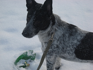 click for enlarge 1920 X 1440 747,9 Kb picture