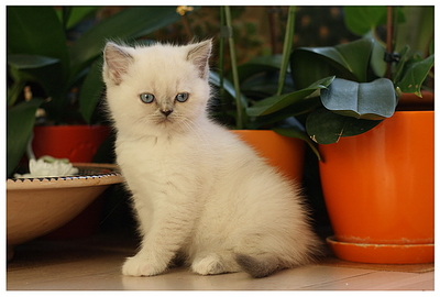 click for enlarge 592 X 400 191,9 Kb picture