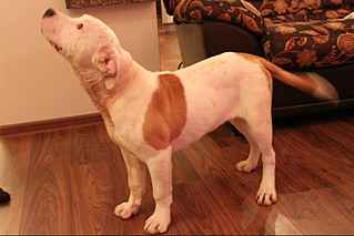 click for enlarge 800 X 533 115,4 Kb picture