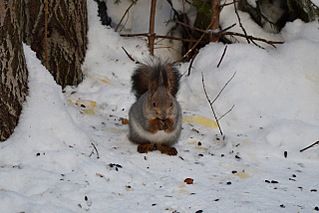 click for enlarge 1280 X 853 248,9 Kb picture