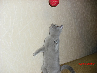 click for enlarge 1920 X 1440 675,4 Kb picture