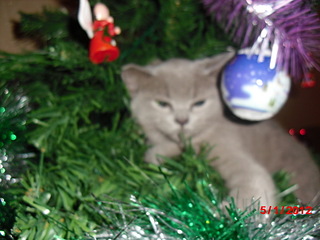 click for enlarge 1920 X 1440 576,8 Kb picture