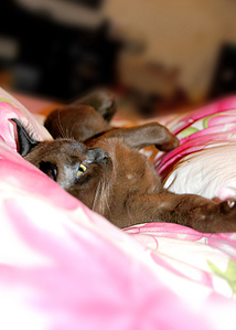 click for enlarge 572 X 800 250,2 Kb picture