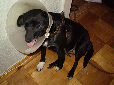 click for enlarge 800 X 600 143,4 Kb picture