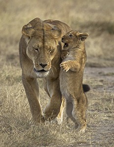 click for enlarge 512 X 660  99,6 Kb picture