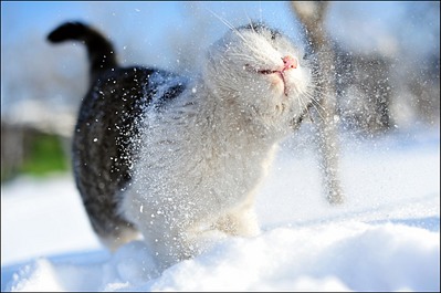 click for enlarge 1280 X 850 195,9 Kb picture