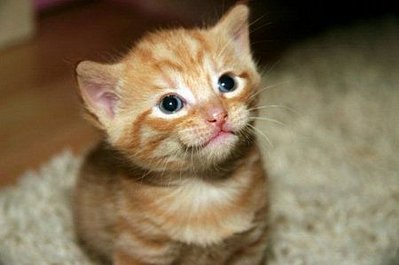 click for enlarge 450 X 299  19,5 Kb picture
