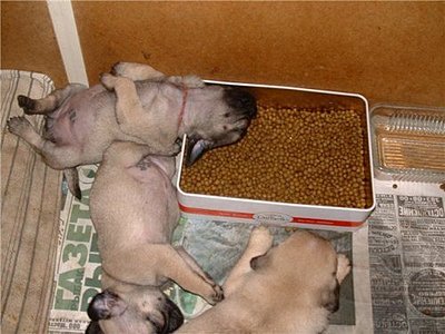 click for enlarge 500 X 375  41,9 Kb picture