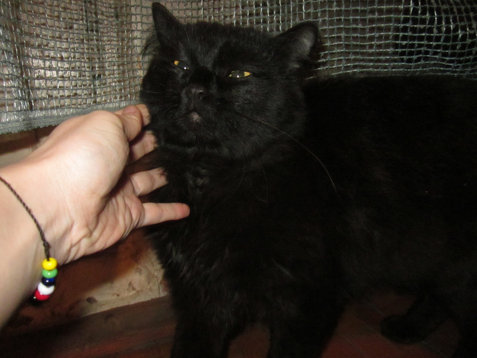 найден шикарный черный кот
