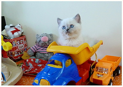click for enlarge 800 X 565 166,0 Kb picture