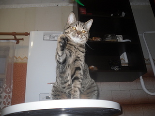 click for enlarge 1920 X 1440 692,4 Kb picture