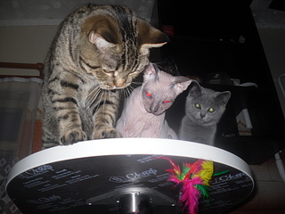 click for enlarge 1920 X 1440 791,9 Kb picture