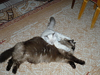 click for enlarge 1920 X 1440 326,7 Kb picture