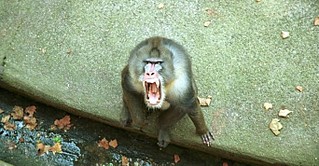 click for enlarge 684 X 355 89,9 Kb picture