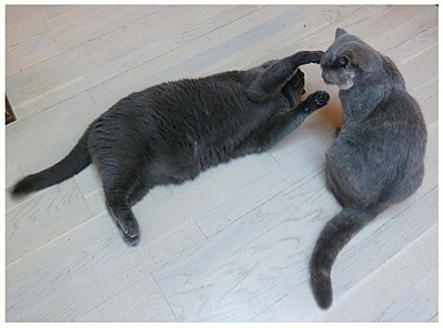 click for enlarge 800 X 593 150,1 Kb picture