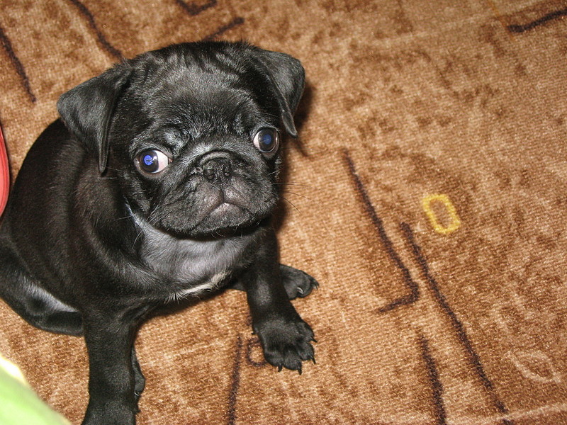 click for enlarge 1920 X 1440 843,0 Kb picture