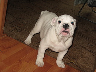 click for enlarge 1920 X 1440 527,9 Kb picture